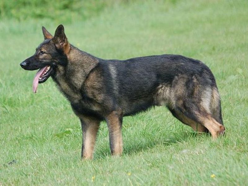 GERMAN SHEPHERD DOG CZECH-SLOVAK LINES