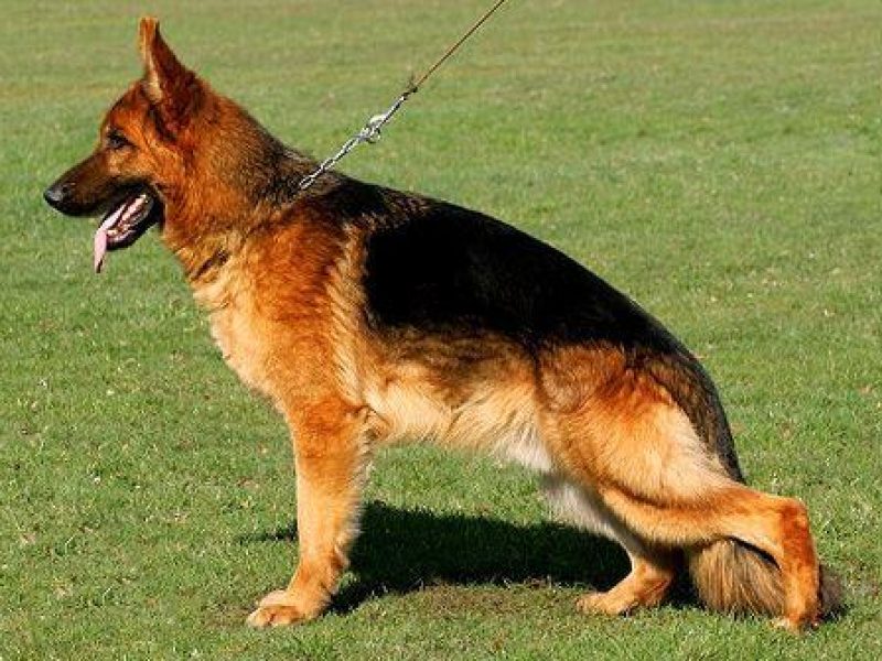 GERMAN SHEPHERD DOG, WEST GERMAN SHOW (HIGH LINES)