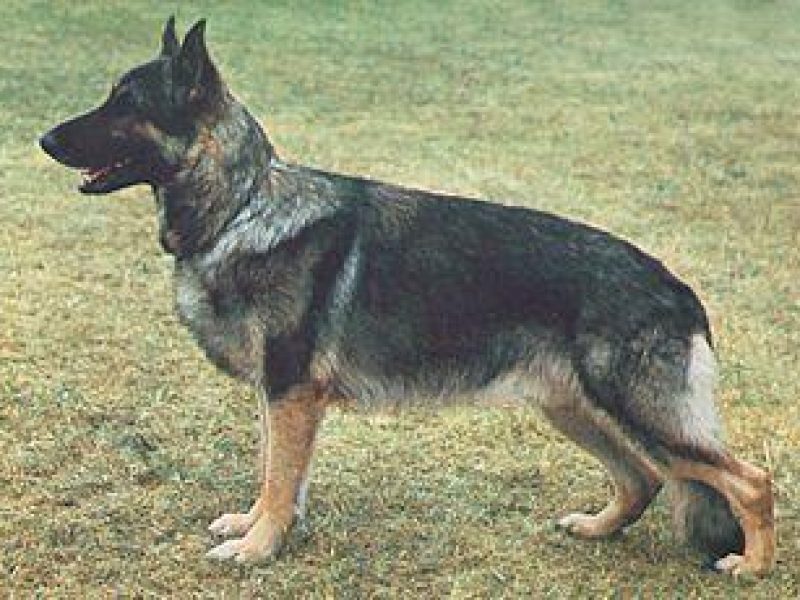 alsatian