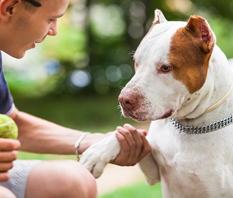 handsome-guy-playing-with-dog-outdoors-K6EMULQ-1.jpg