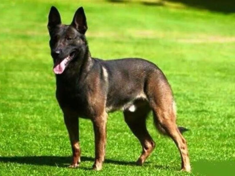 malinois